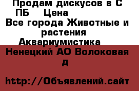 Продам дискусов в С-ПБ. › Цена ­ 3500-4500 - Все города Животные и растения » Аквариумистика   . Ненецкий АО,Волоковая д.
